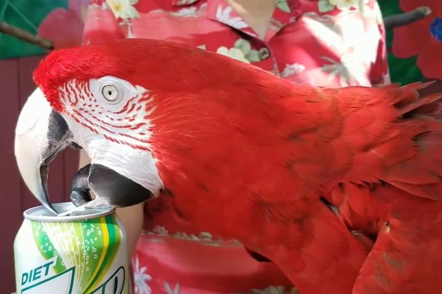 World Record for Most Canned Drinks Opened by a Parrott