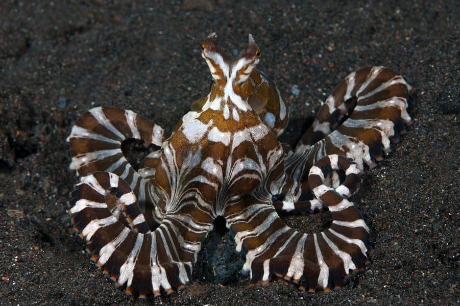 Wunderpus Photogenicus