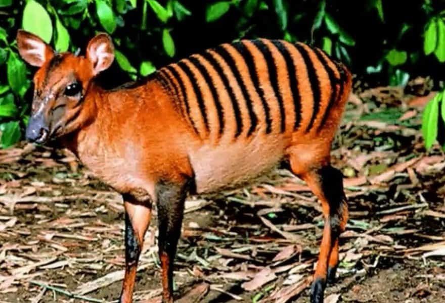 Zebra Duiker