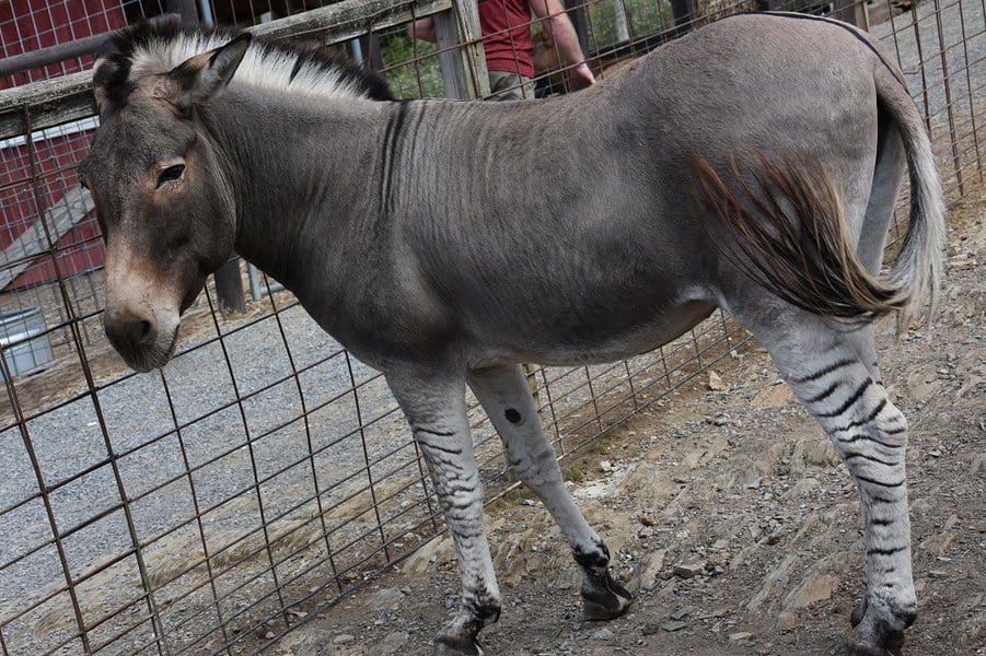 Zonkey