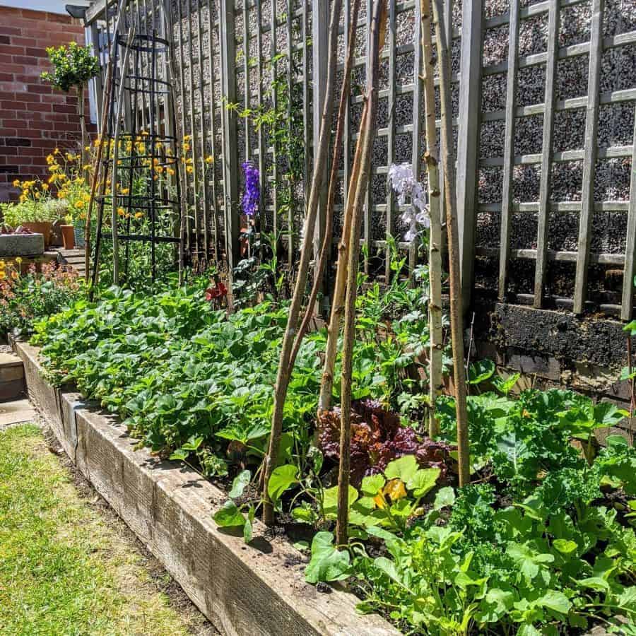 backyard garden against lattice wall