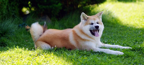 Akita Dog