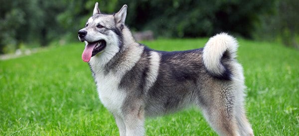 Alaskan Malamute