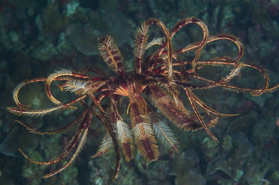 amazing-facts-about-the-bottom-of-the-ocean-image-7