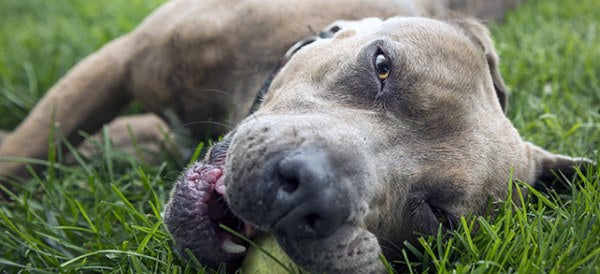 American Staffordshire Terrier
