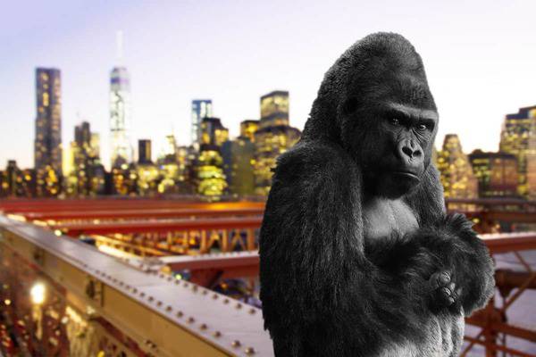 angry gorilla in new york