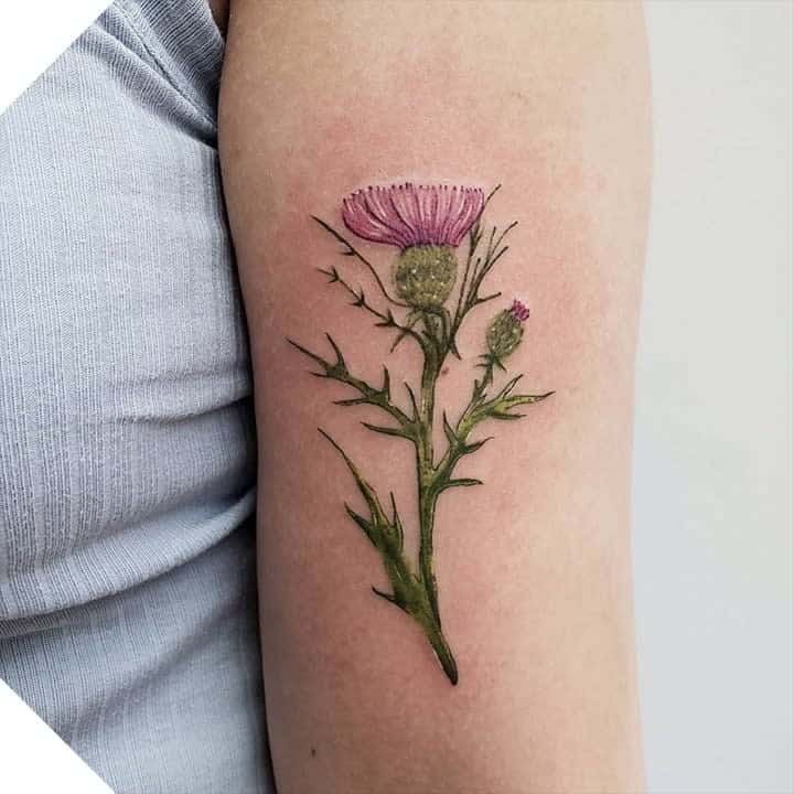 A vibrant tattoo of a thistle plant with delicate pink flowers graces a person's upper arm, capturing the natural elegance of the thistle