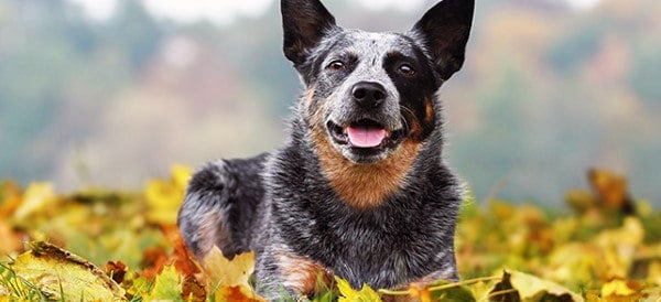 Australian Cattle Dog