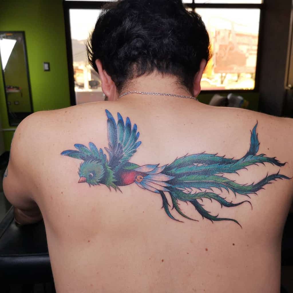 Tattoo of a vibrant quetzal with long tail feathers on a man's back