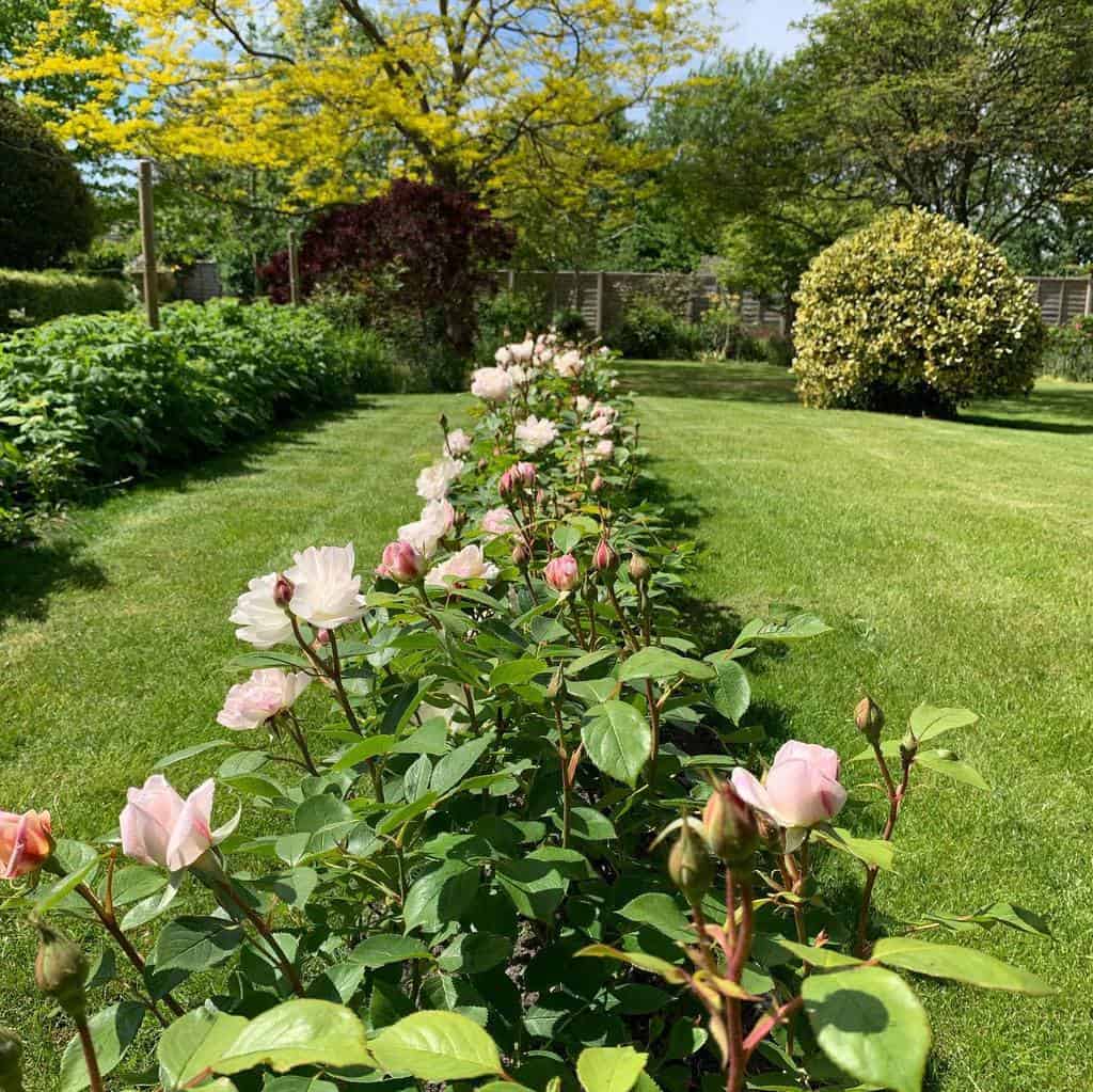 backyard garden long flower bed