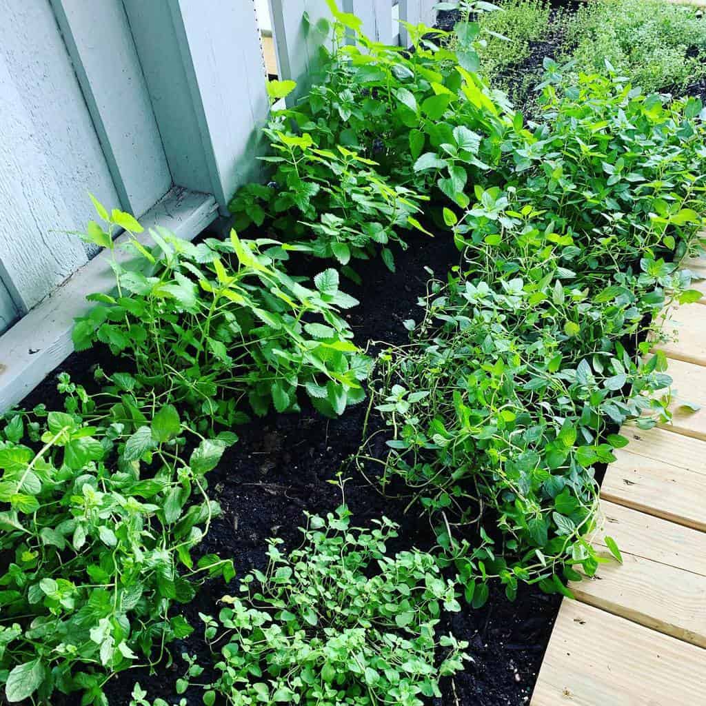 small backyard herb garden by fence