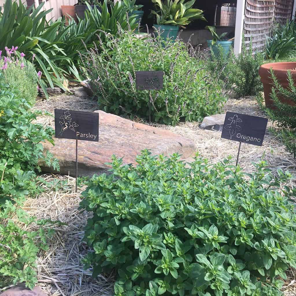 parsley and oregano herb garden
