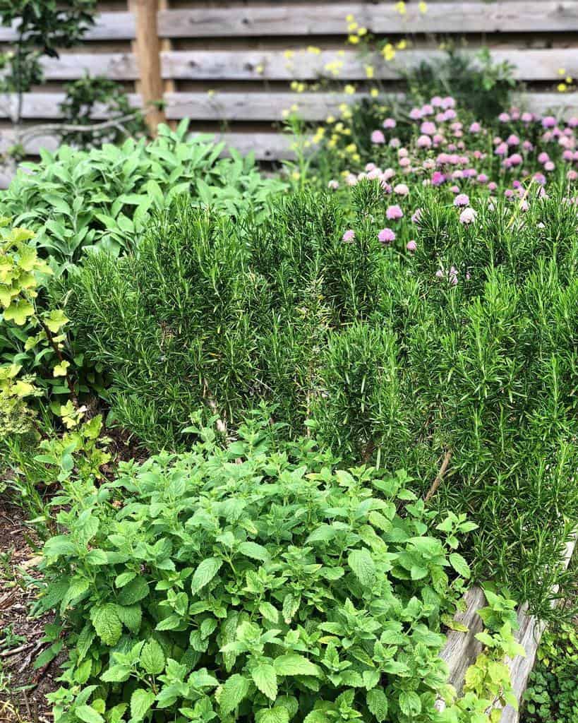 small green backyard herb garden