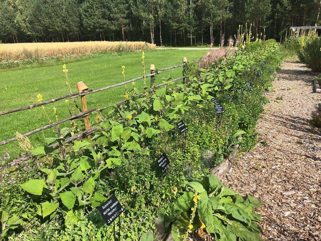 stone and brick patio lavender plant garden