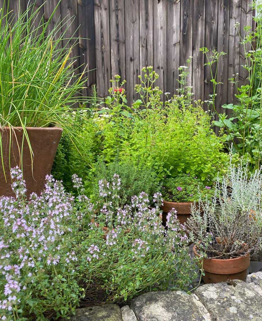 backyard herb garden pot plants