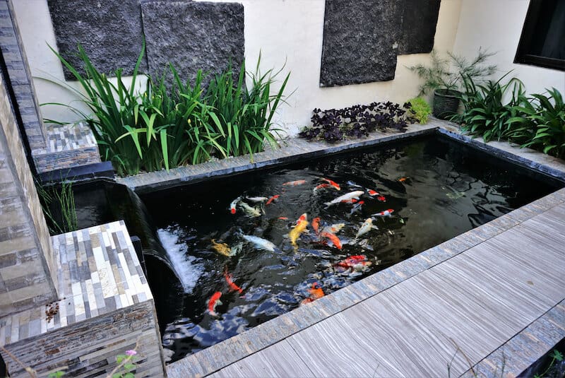 backyard pond with koi fish