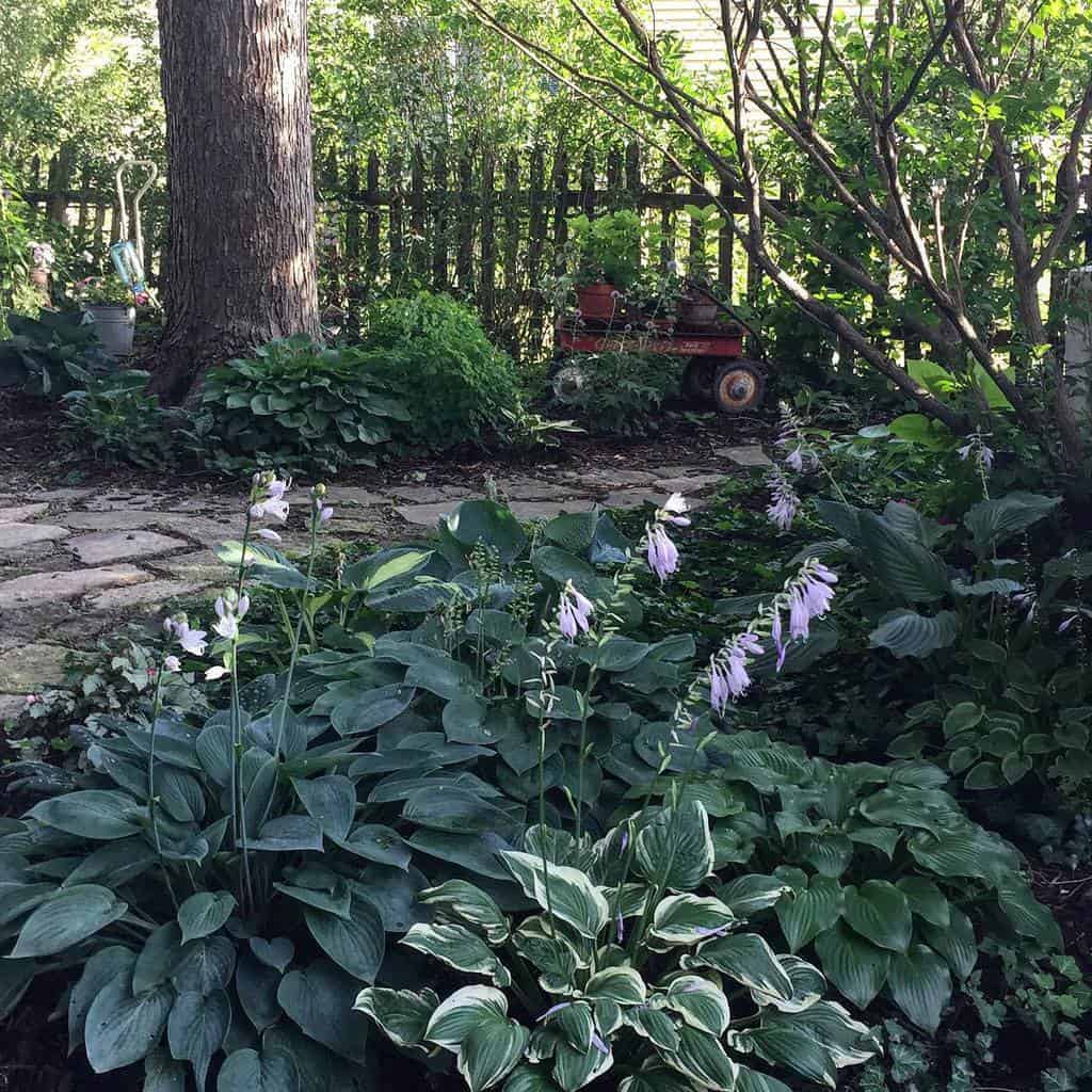 backyard shade garden with paved path