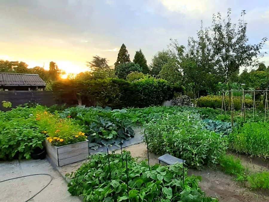 large green backyard vegetable garden