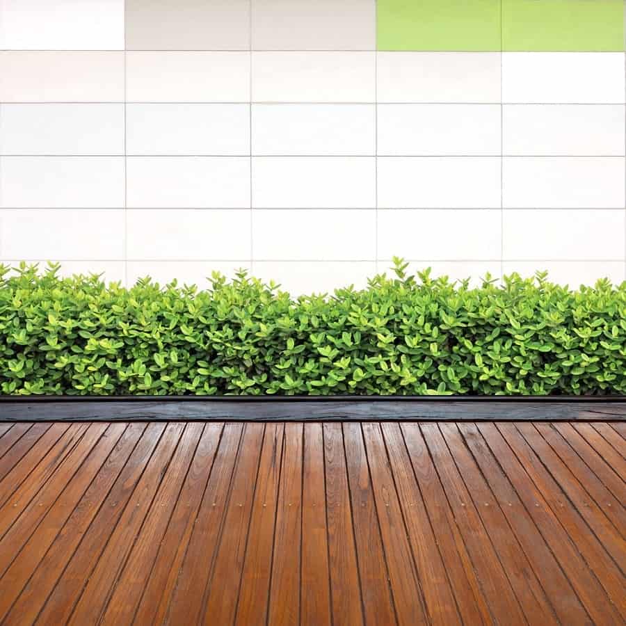 Wooden deck walkway with green shrubs in front of a tiled wall