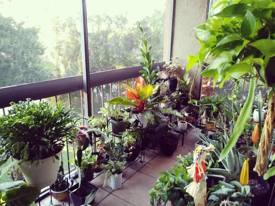 A sunny balcony filled with a variety of potted plants, showcasing lush greenery and vibrant foliage