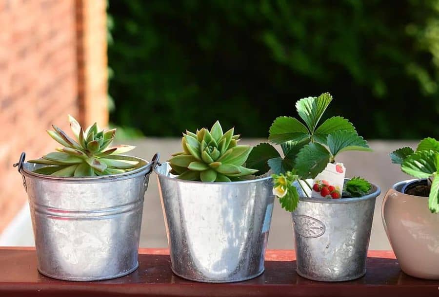 Three metal pails with succulents and a strawberry plant placed outdoors on a wooden ledge with a brick wall and greenery behind