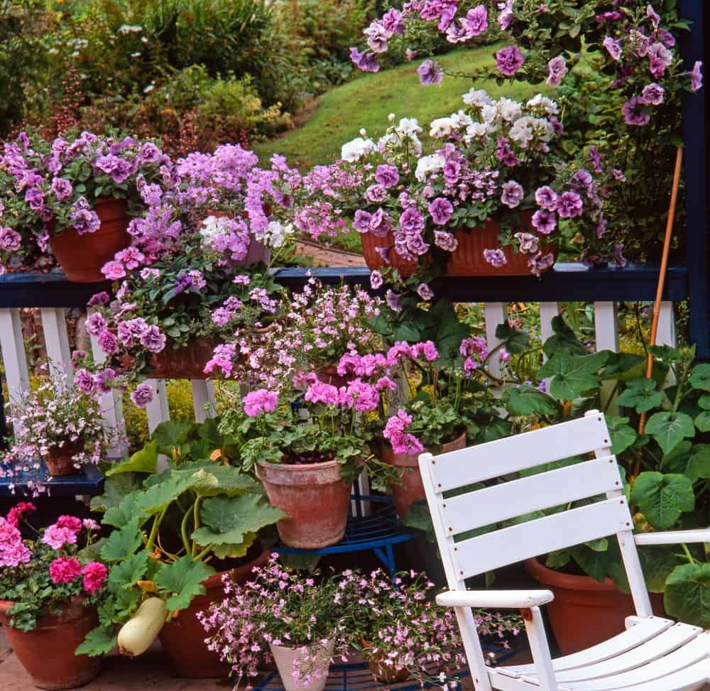 balcony rooftop flower garden purple flowers white chair