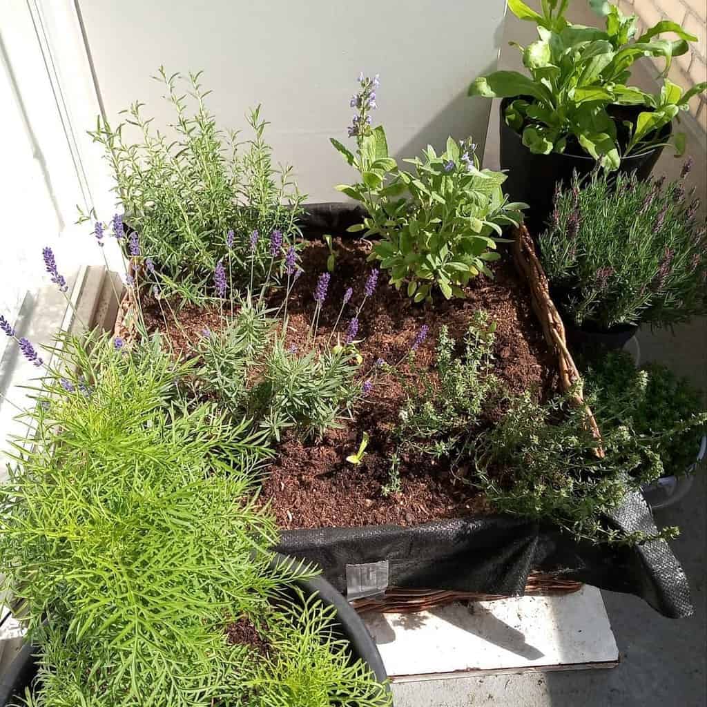 small balcony rooftop herb garden