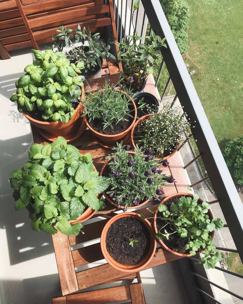 pot plant balcony herb garden