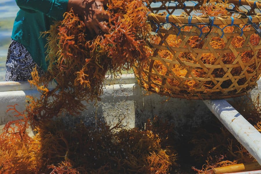 basket of orange seaweed 