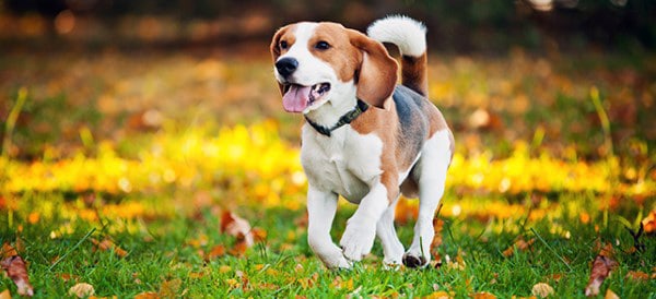 Beagle