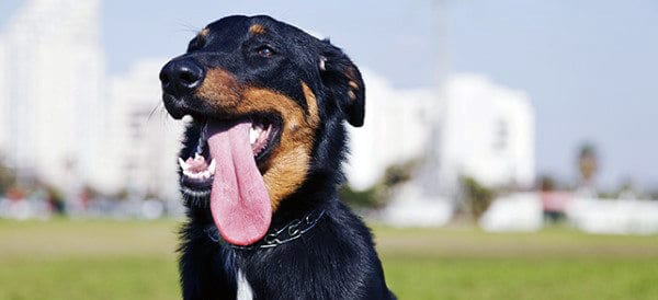 Beauceron