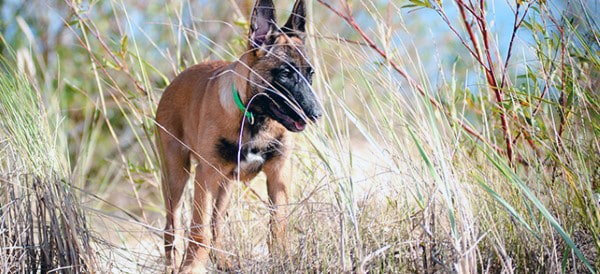 Belgian Malinois