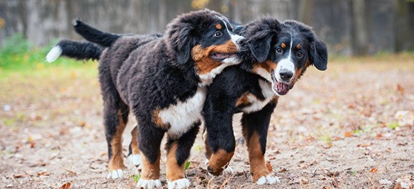 Bernese Mountain Dog