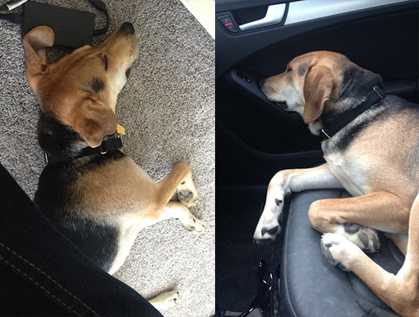Dog lying on carpet at home and sleeping on the seat in a car