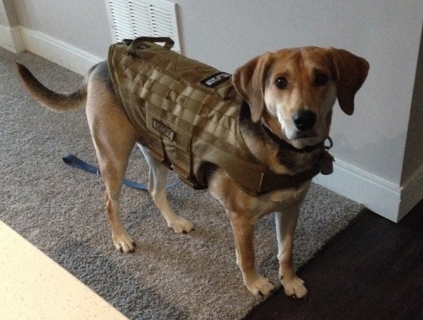 A dog wearing a tactical vest stands on a carpeted floor
