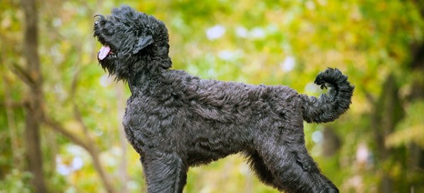 Black Russian Terrier