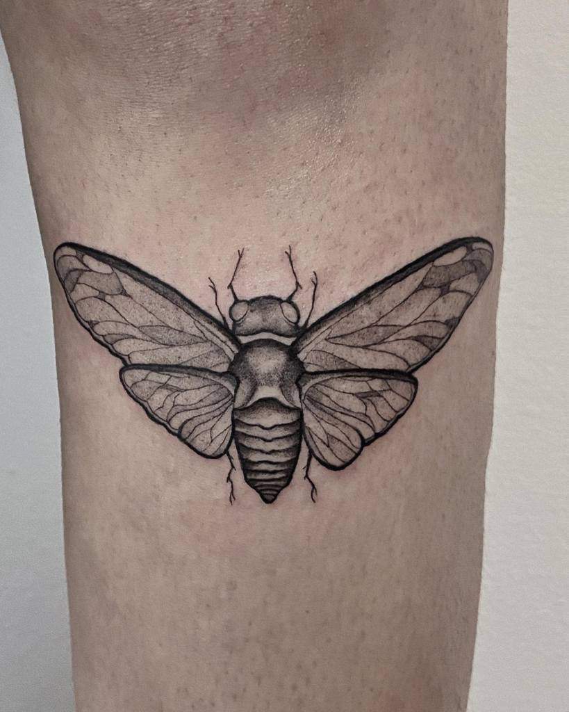 Black and gray tattoo of a cicada on skin
