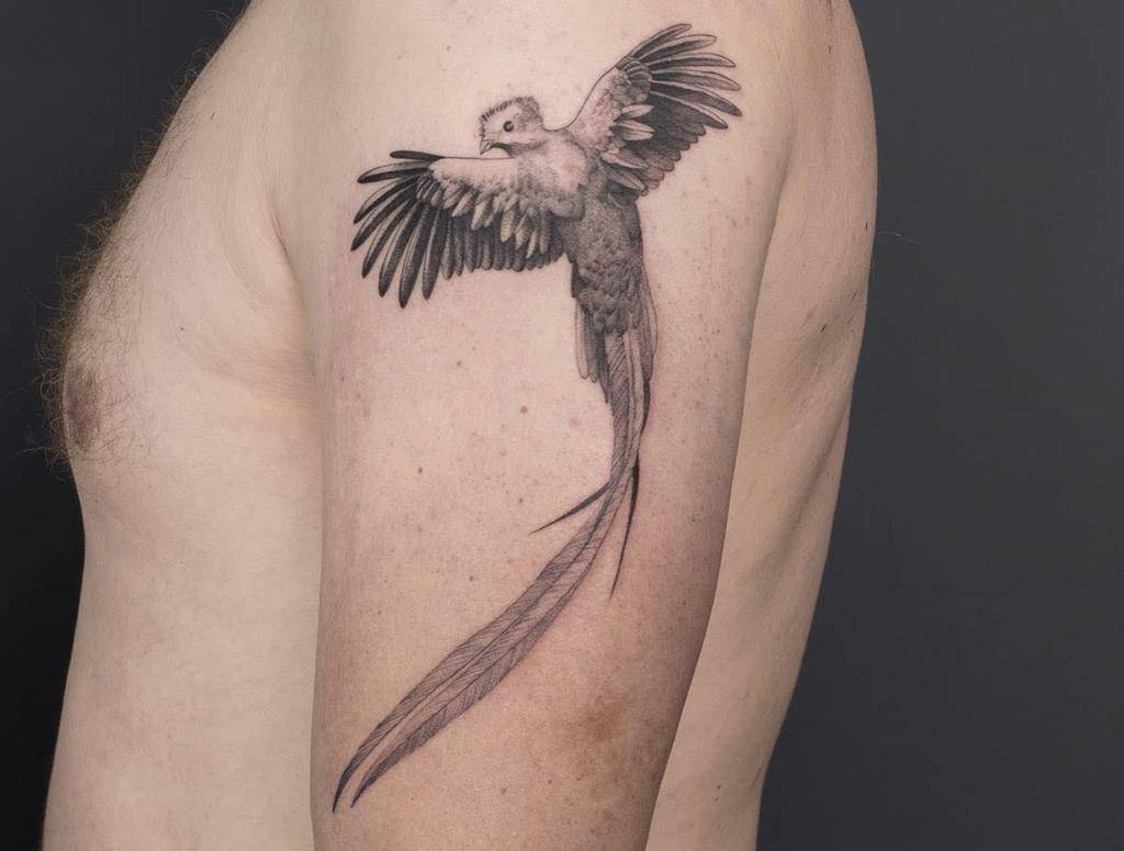 Tattoo of a flying quetzal with long tail feathers on a man's upper arm