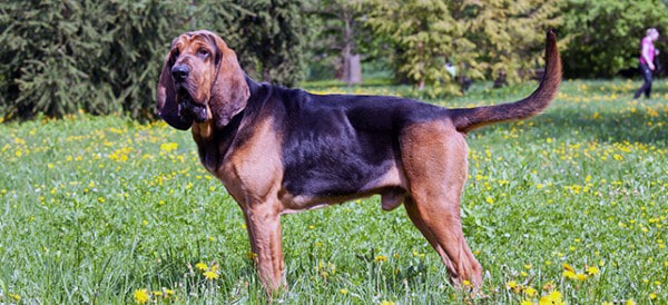 Bloodhound