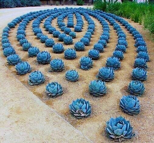 blue succulent arrangement front yard 