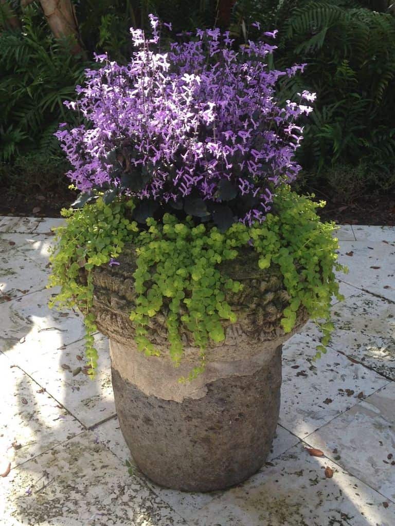 concrete planter box garden flowers