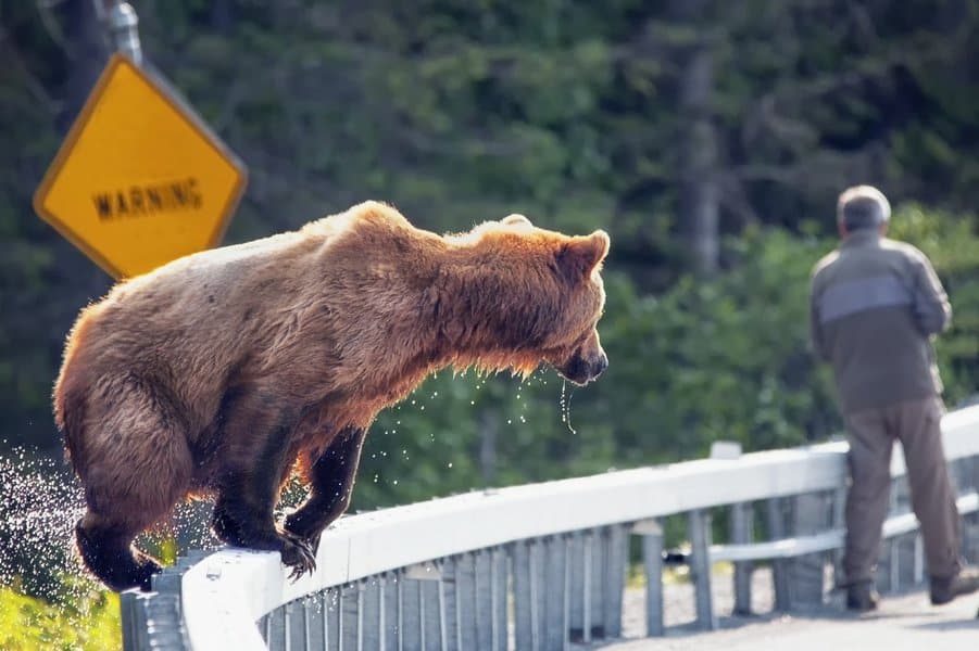 brown bear near unsuspecting man
