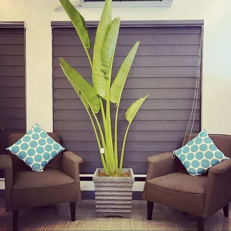 Two brown chairs with blue polka-dot pillows, large potted plant in between, and modern window shades.