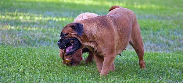 Bullmastiff