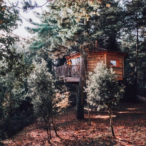 Treehouse nestled among lush green trees in a forest, sunlight filtering through the canopy