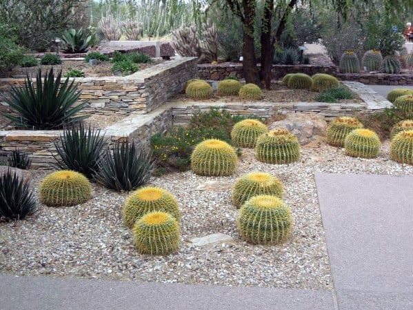 cactus desert landscaping stone retaining wall 