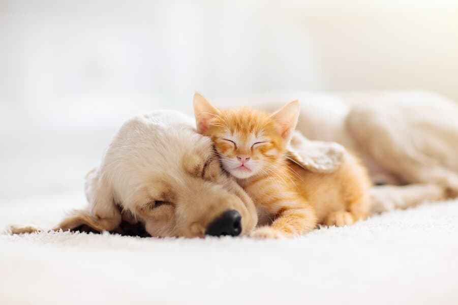 cat and dog sleeping together on the carpet