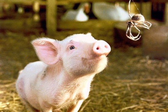 charlottes-web-pig