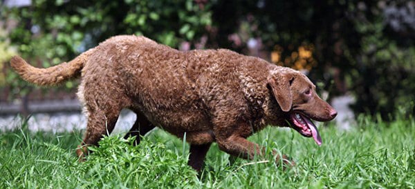 Chesapeake Bay Retriever