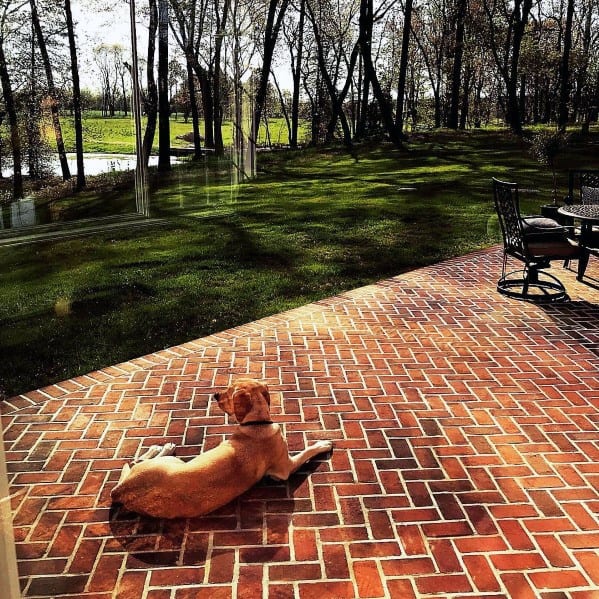 A dog relaxes on a sunlit brick patio, overlooking a lush lawn with trees and a pond